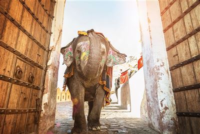 Elefant auf Amber Fort